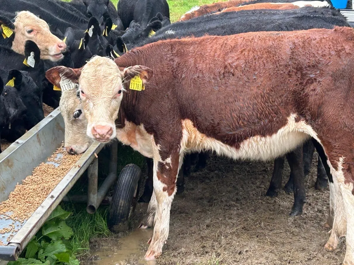 AA and HE heifers born Feb 2026 - Image 3