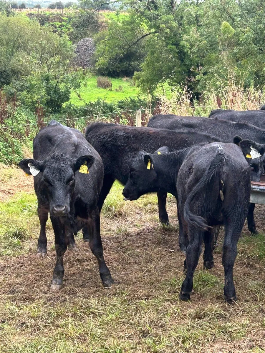 AA and HE heifers born Feb 2026 - Image 1