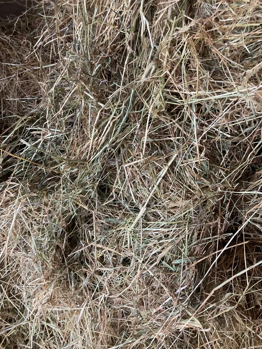 Hay - Image 2