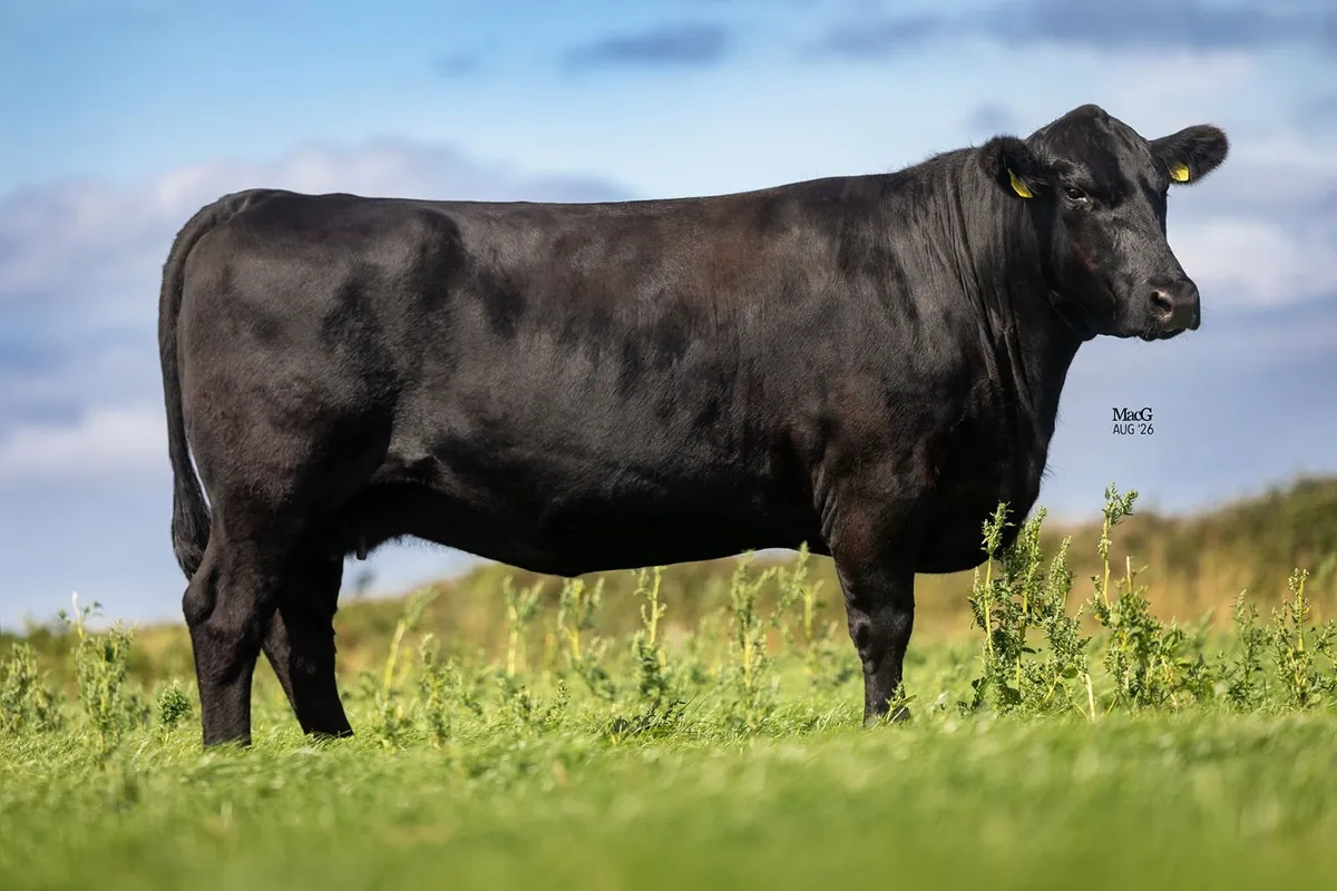 PEDIGREE ABERDEEN ANGUS FEMALES FOR SALE - Image 1