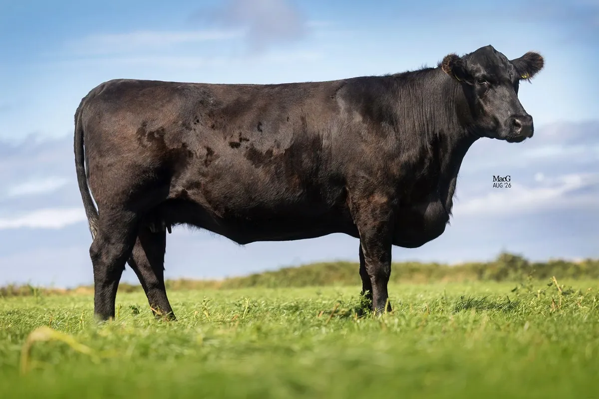 PEDIGREE ABERDEEN ANGUS FEMALES FOR SALE - Image 2