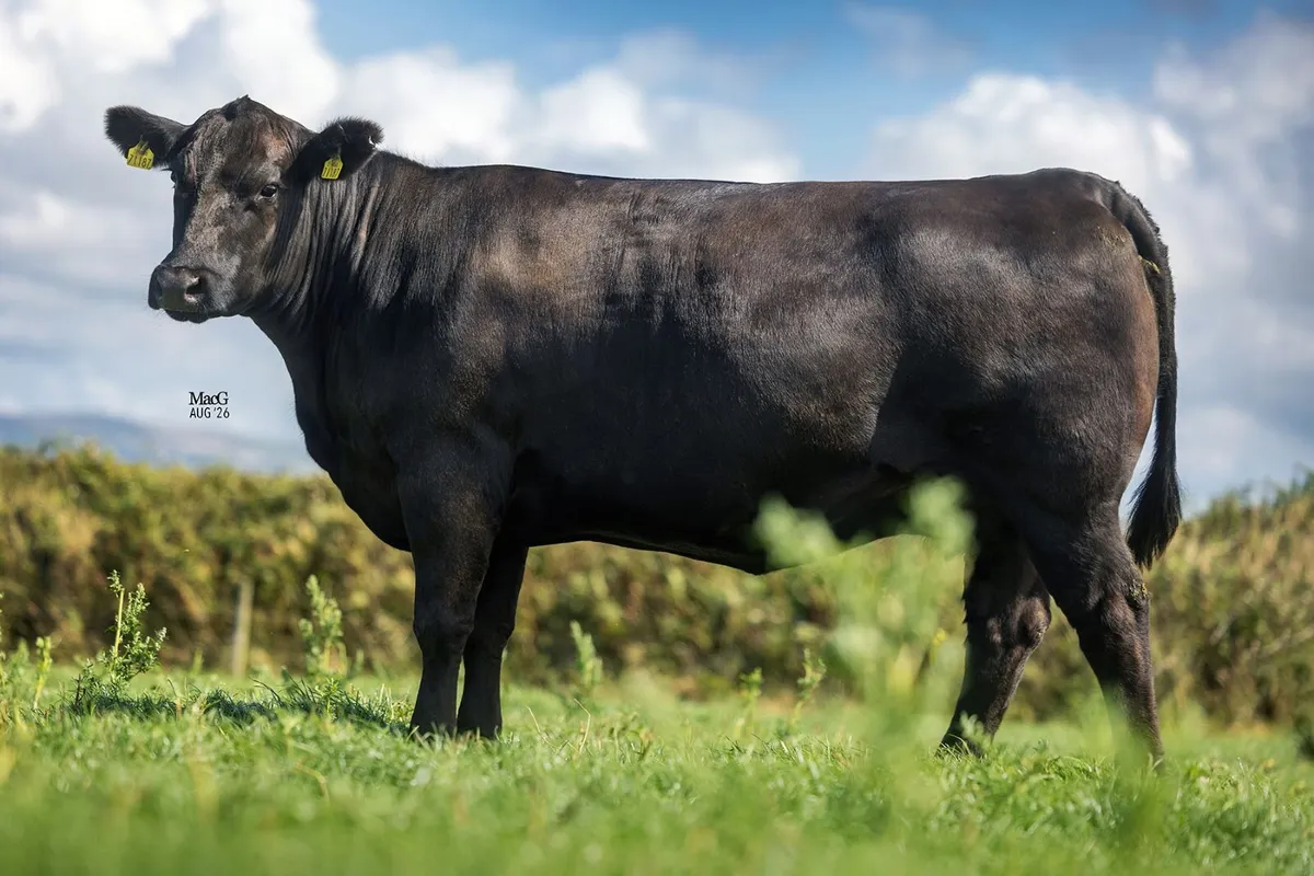 PEDIGREE ABERDEEN ANGUS FEMALES FOR SALE - Image 3