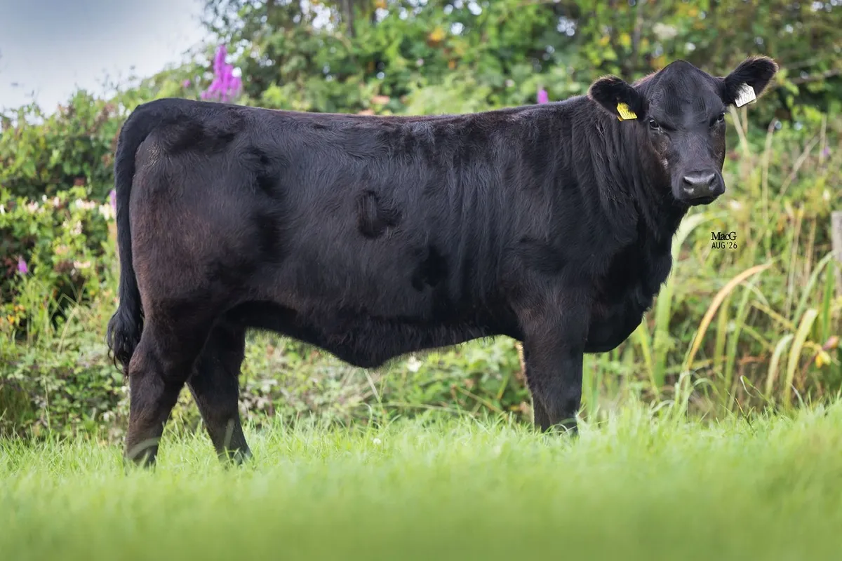 PEDIGREE ABERDEEN ANGUS FEMALES FOR SALE - Image 4