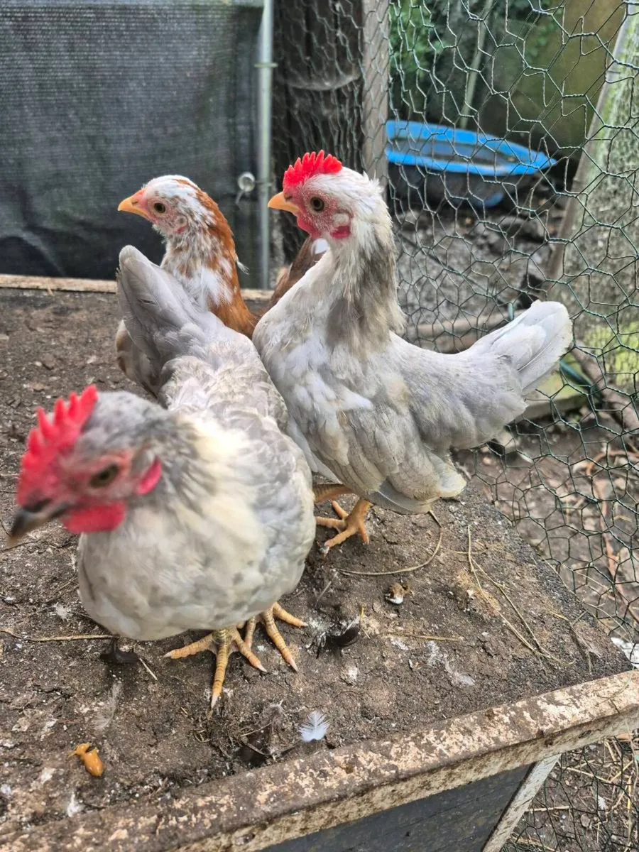 Roosters - Image 1
