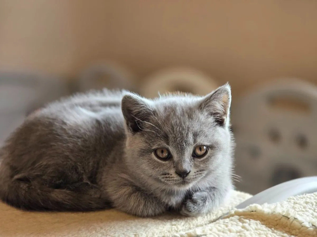 British Shorthair Kittens - Image 1