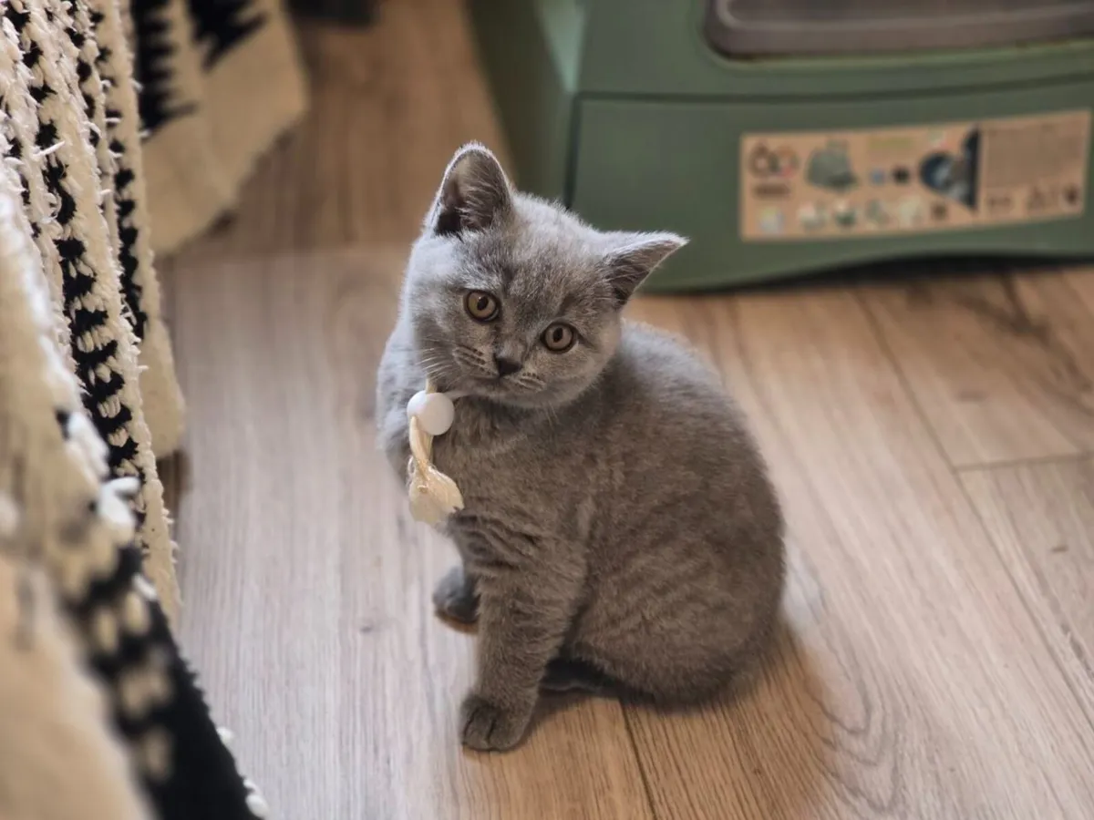 British Shorthair Kittens - Image 3