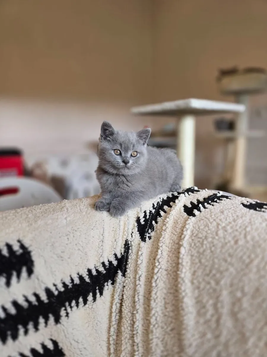 British Shorthair Kittens - Image 2