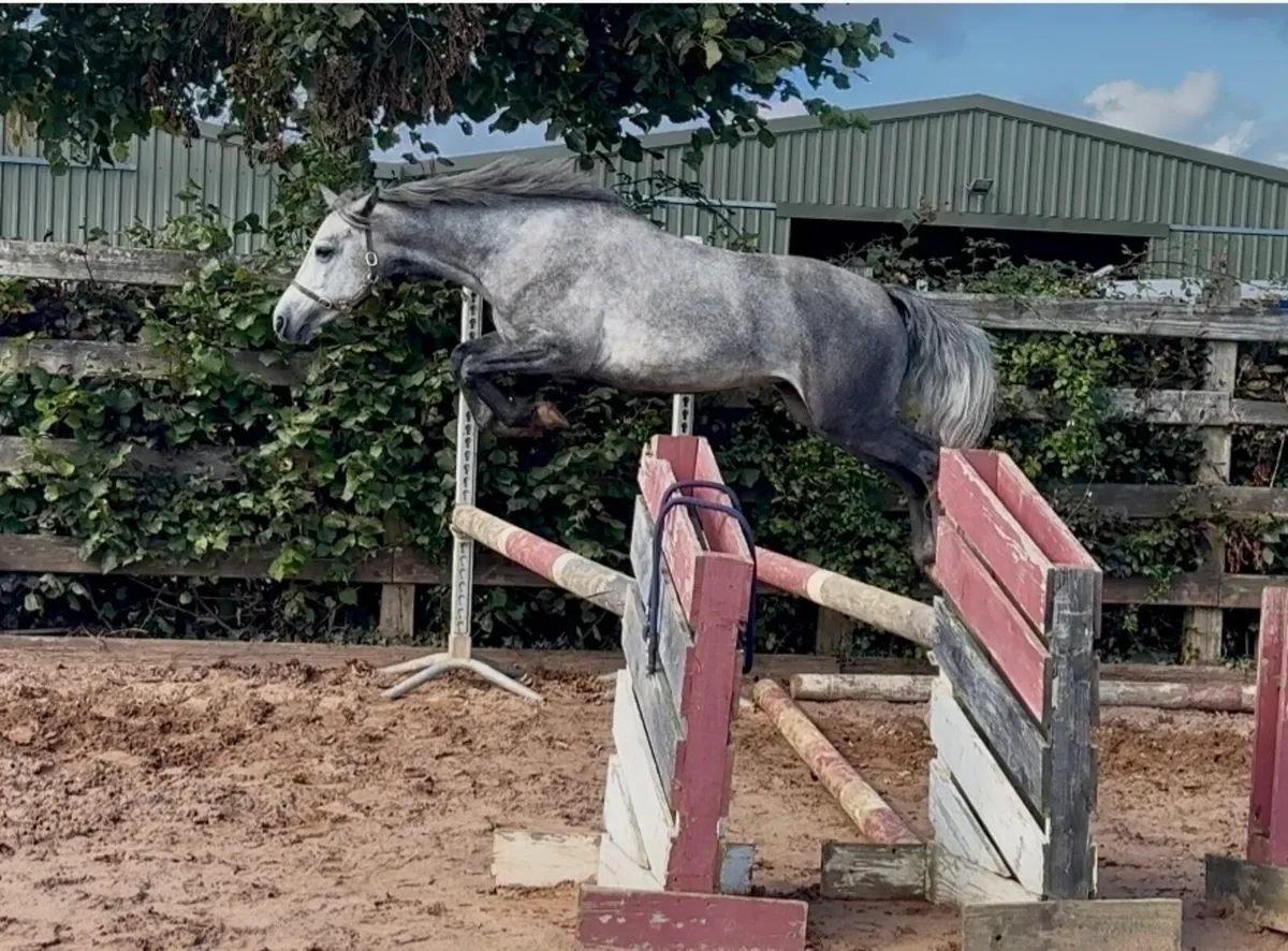 Super Connemara pony - Image 1