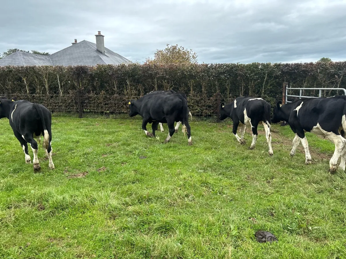 6 super 380 kg British Frisian bullocks - Image 3