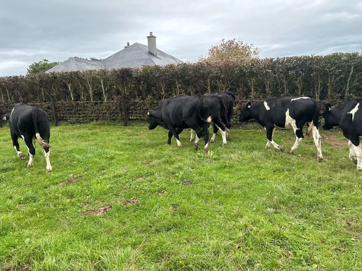 6 super 380 kg British Frisian bullocks - Image 4