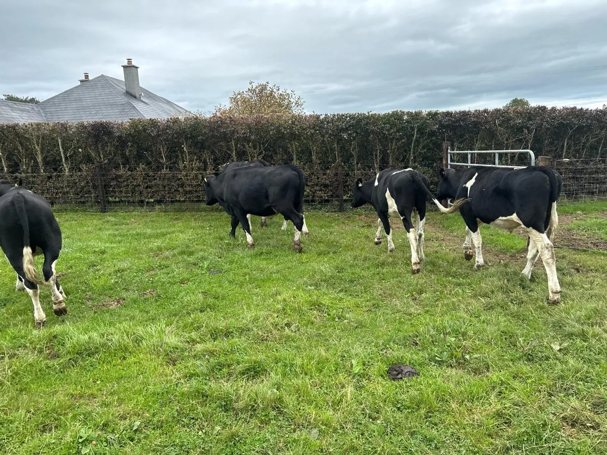 6 super 380 kg British Frisian bullocks - Image 2