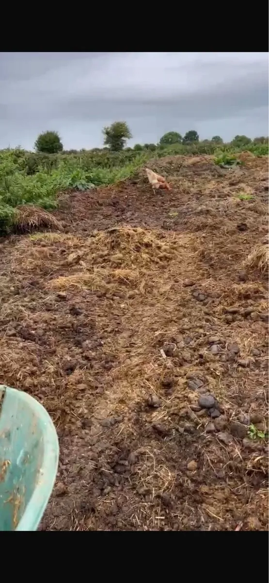 Free Horse Manure