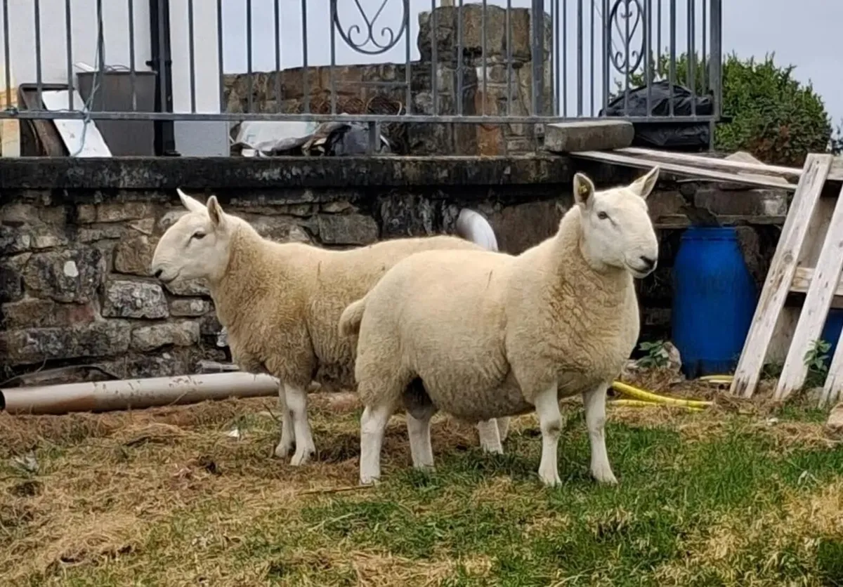2 PG North Country Hogget & 3 Ram lambs - Image 1
