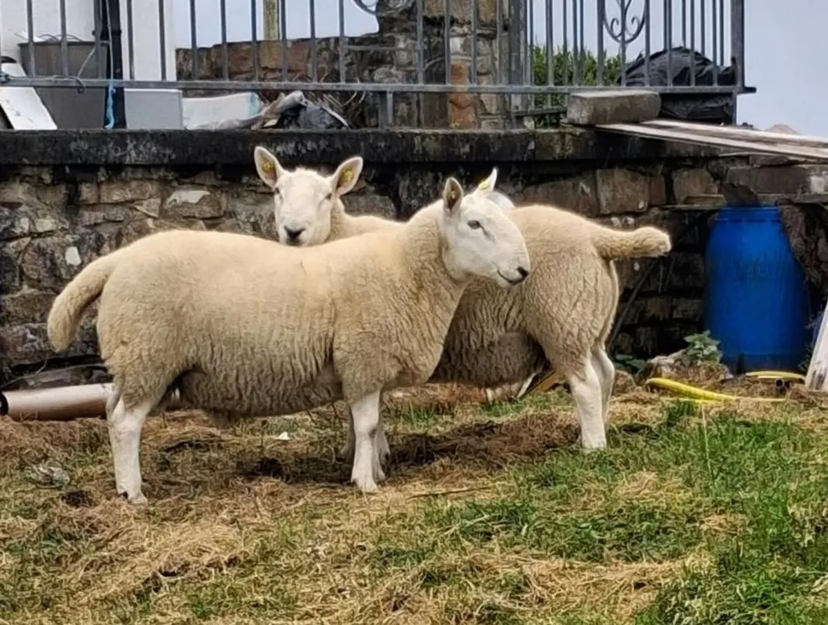 2 PG North Country Hogget & 3 Ram lambs - Image 2