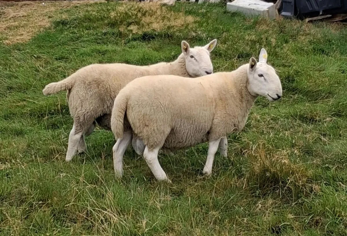 2 PG North Country Hogget & 3 Ram lambs - Image 3