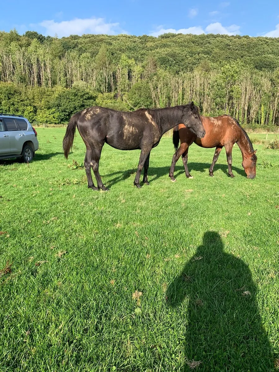 3 small Thoroughbreds - Image 2