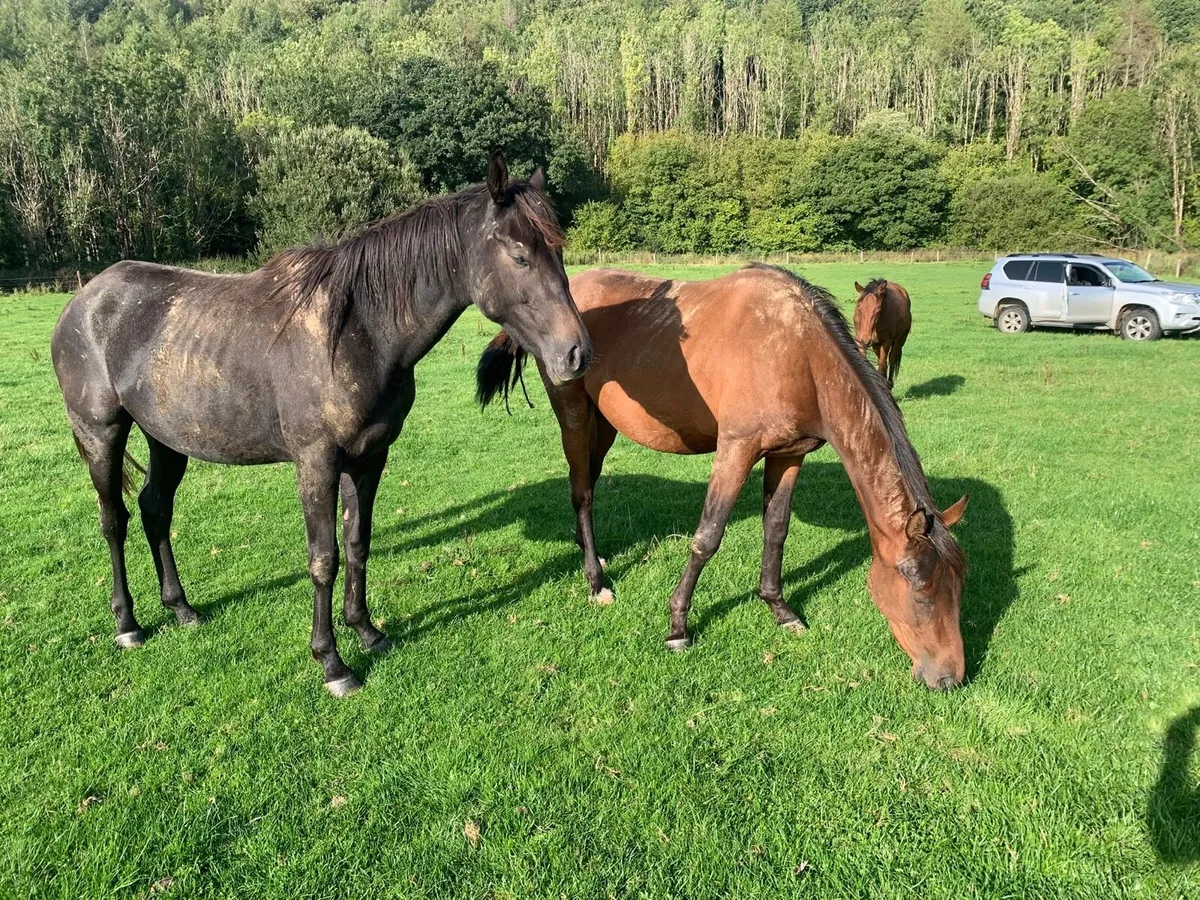 3 small Thoroughbreds - Image 4