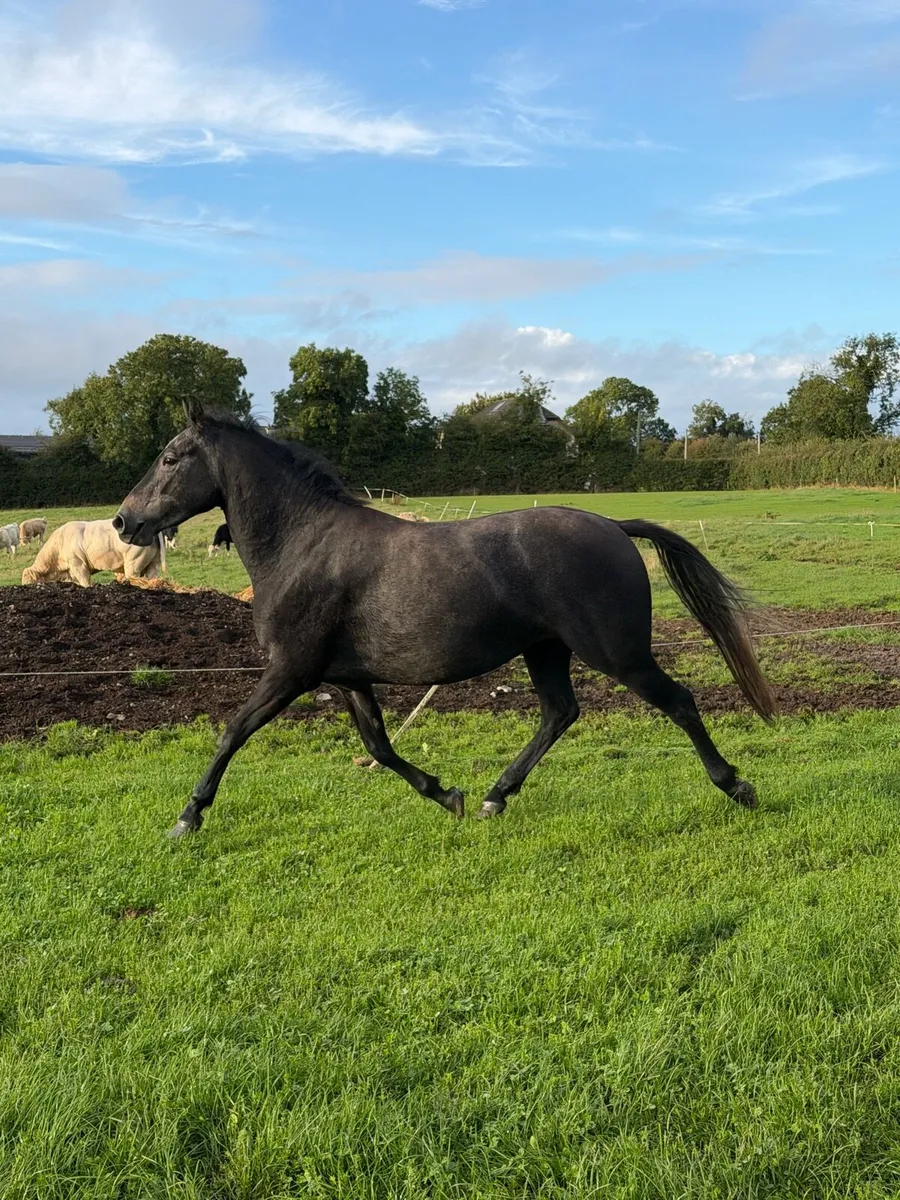 3 year old performance-bred Filly - Image 1