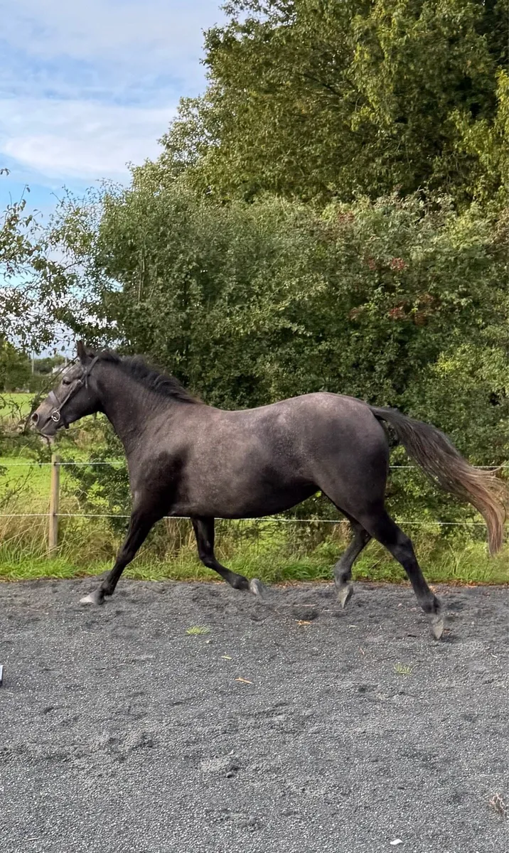3 year old performance-bred Filly - Image 2