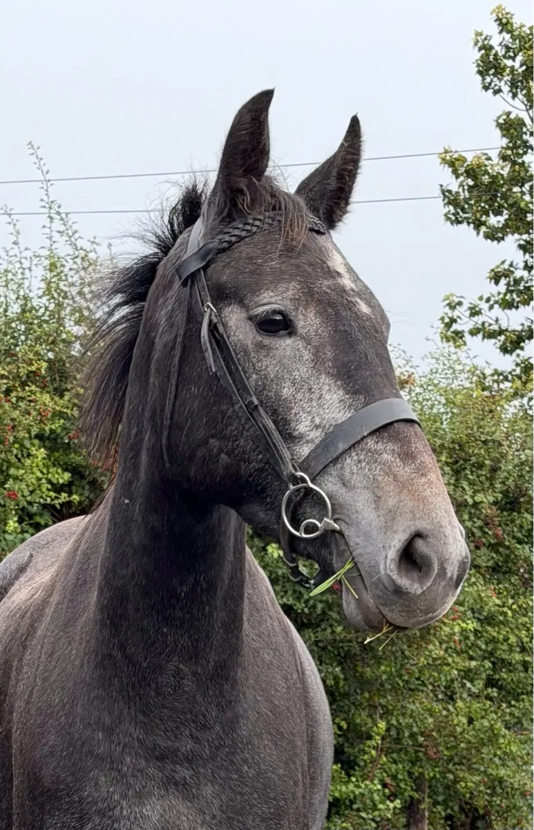 3 year old performance-bred Filly - Image 3