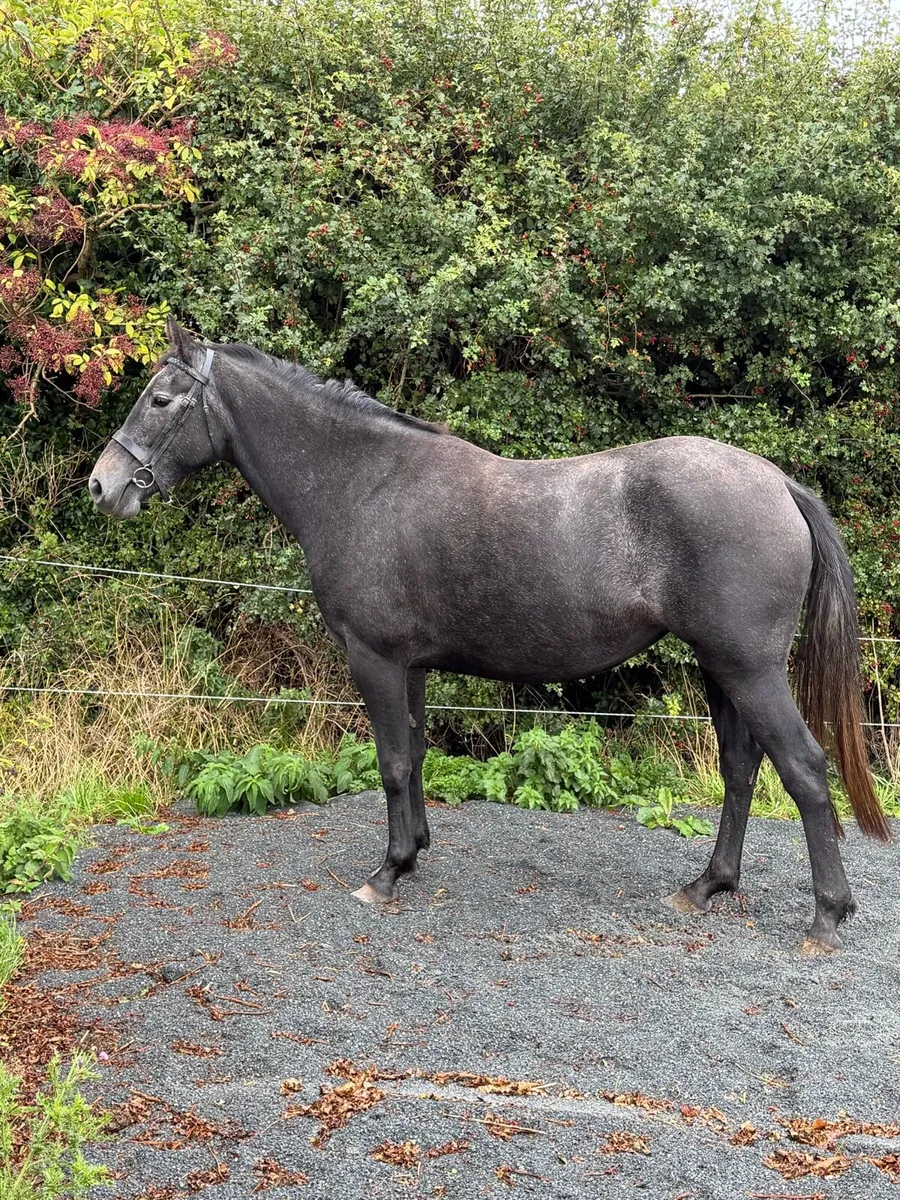 3 year old performance-bred Filly - Image 4