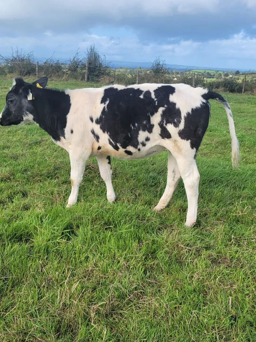 5 bbx Heifers - Image 1
