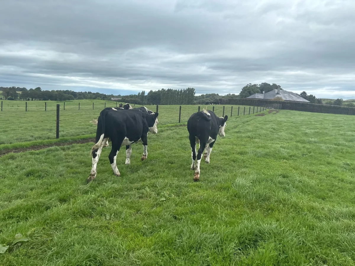 4 super Hereford store bullocks - Image 1
