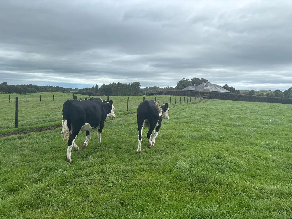 4 super Hereford store bullocks - Image 2