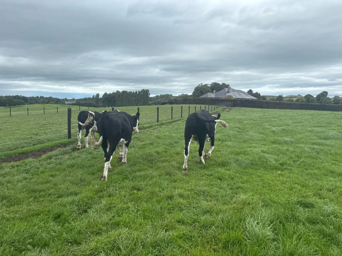 4 super Hereford store bullocks - Image 4