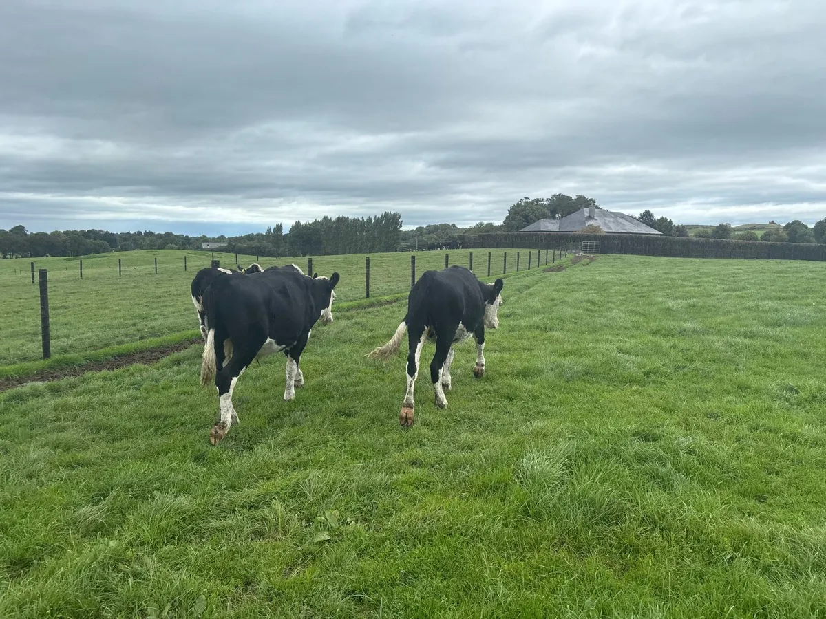4 super Hereford store bullocks - Image 3