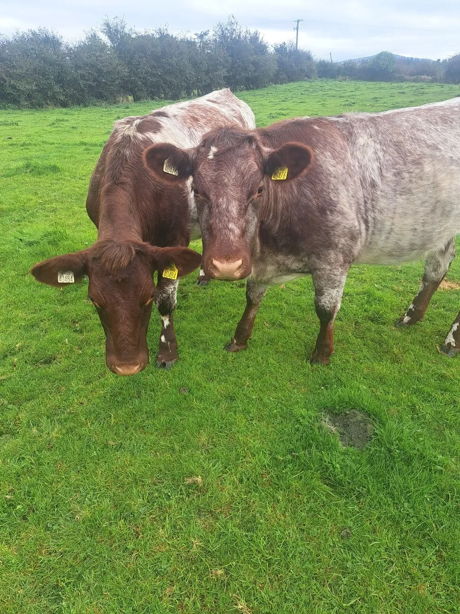 Heifers - Image 1
