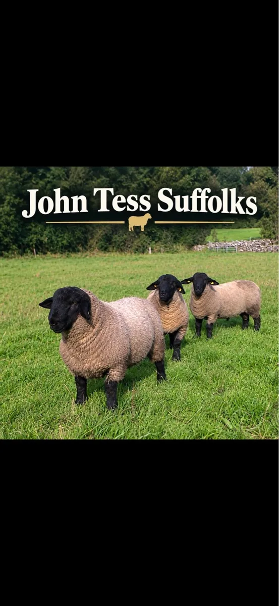 PBR Suffolk Ram Lambs - All SIS - Image 1