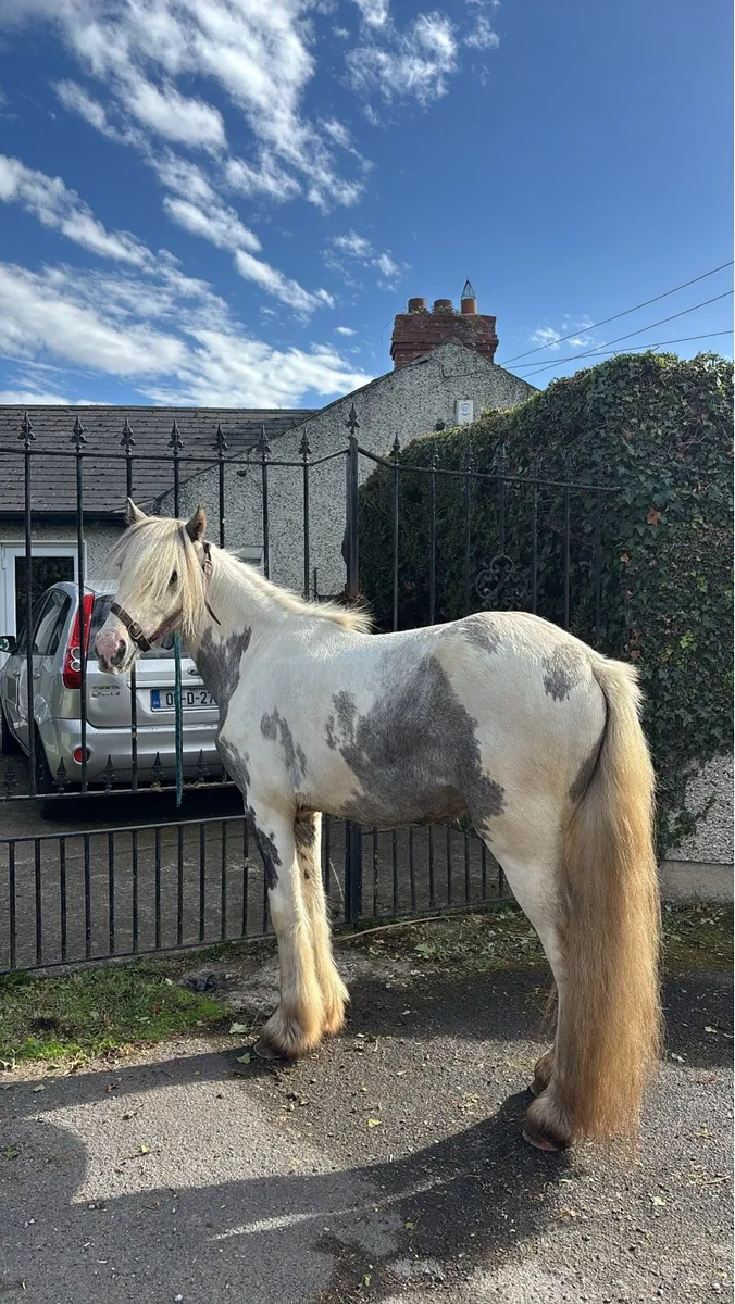 Blue and white pony - Image 1