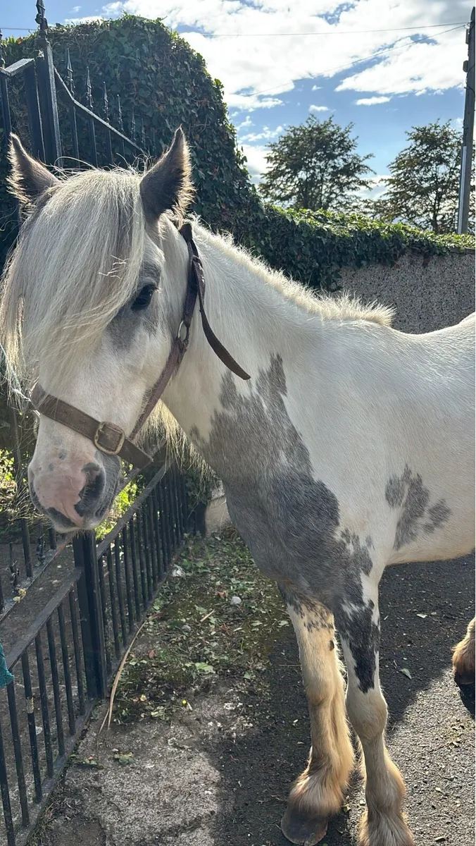 Blue and white pony - Image 2