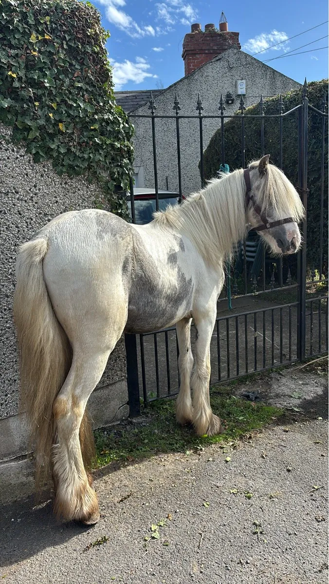 Blue and white pony - Image 3