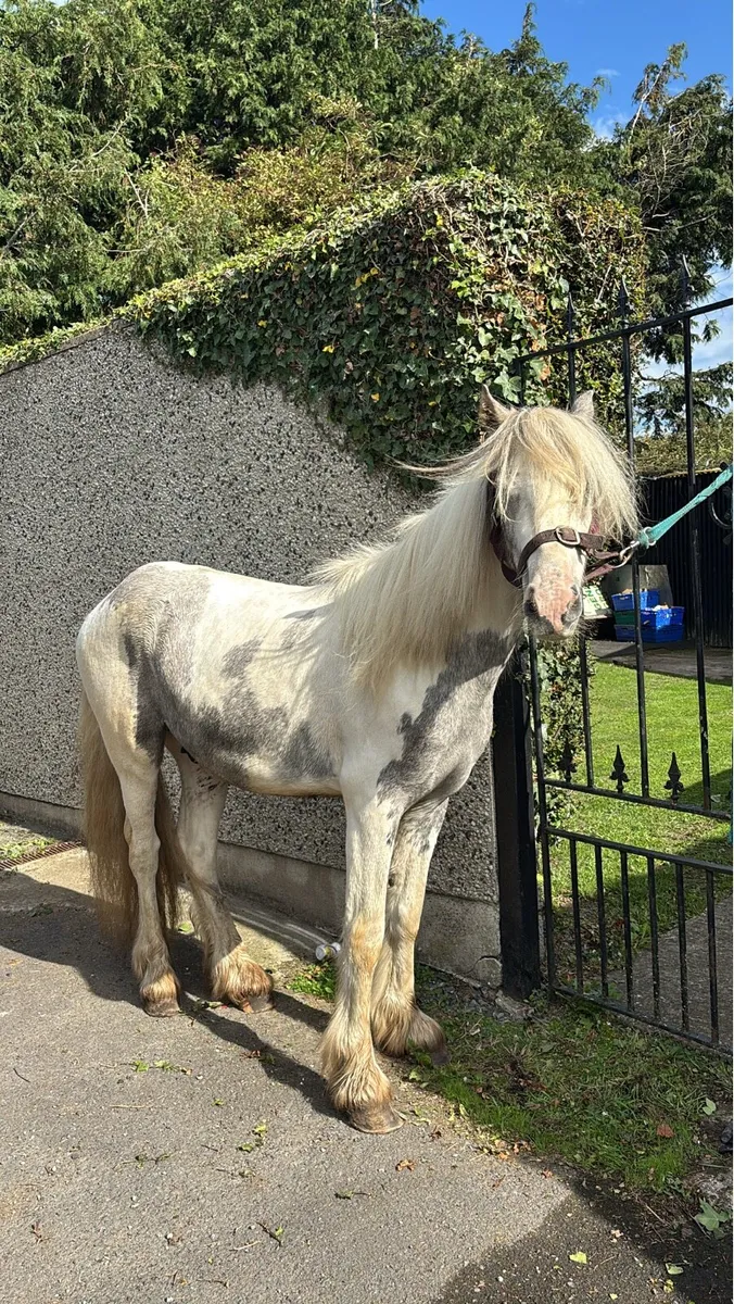 Blue and white pony - Image 4