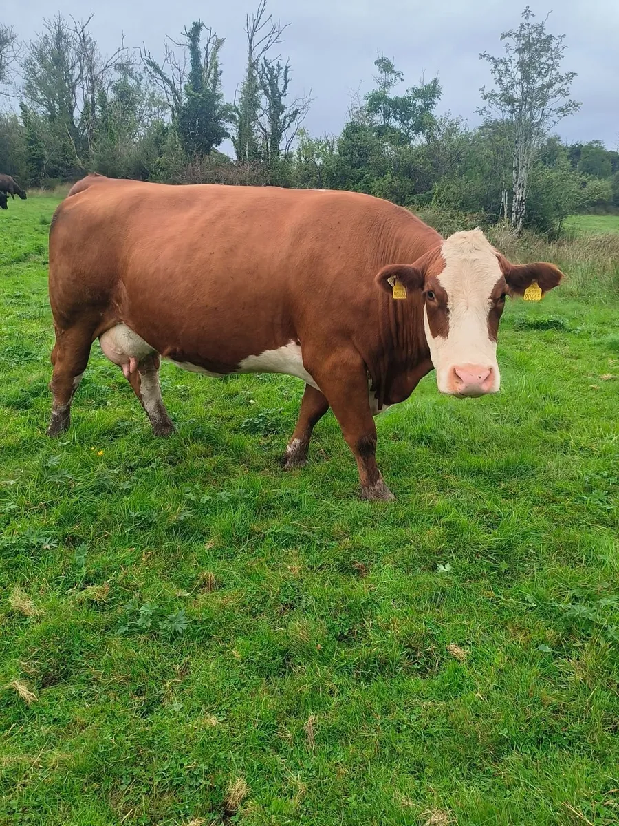 Organic cow and calf - Image 1