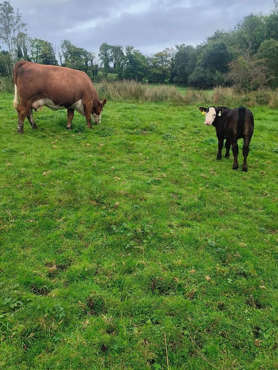 Organic cow and calf - Image 2