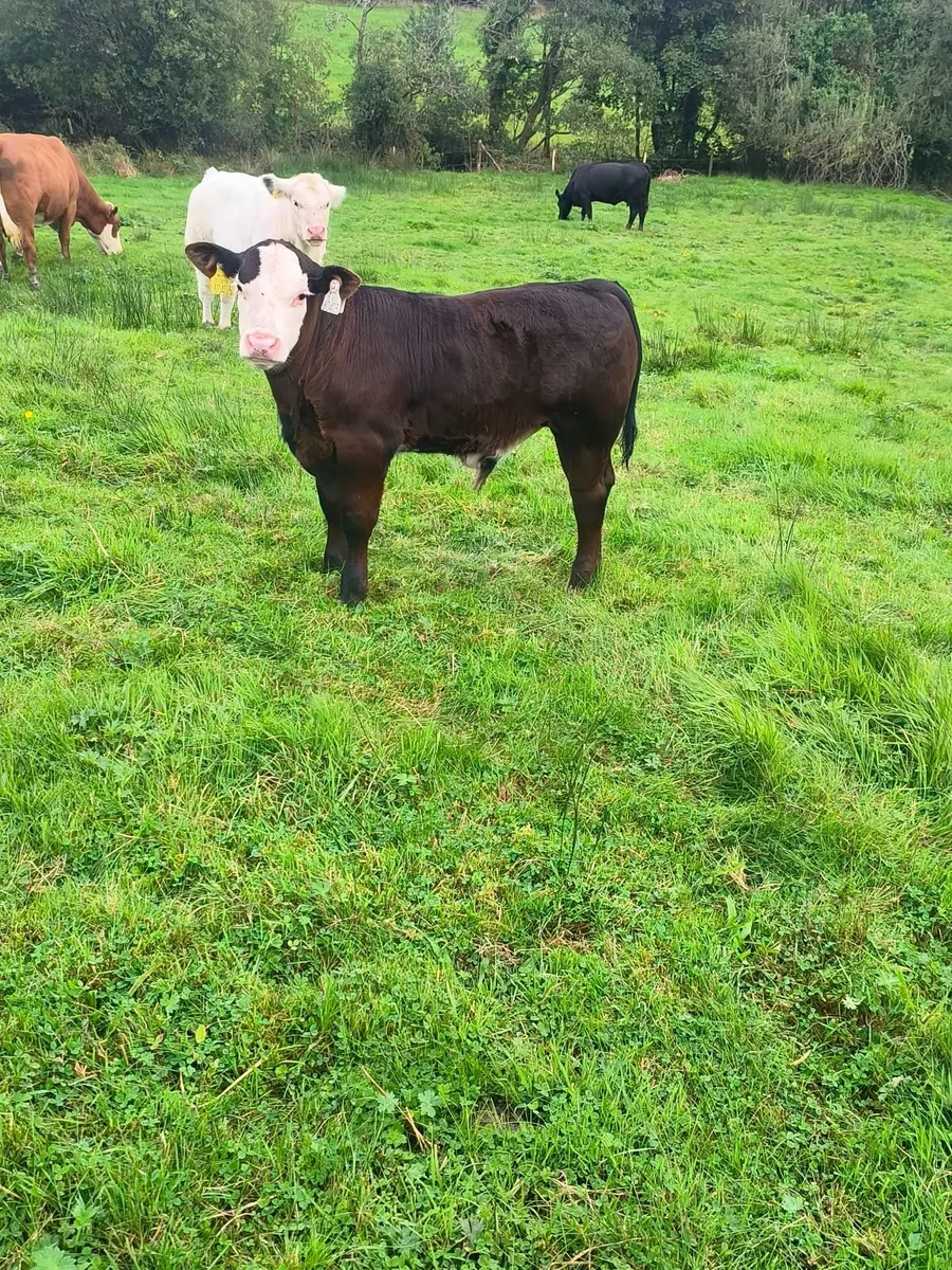Organic cow and calf - Image 3