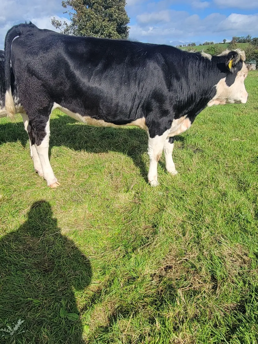 Heifers - Image 2