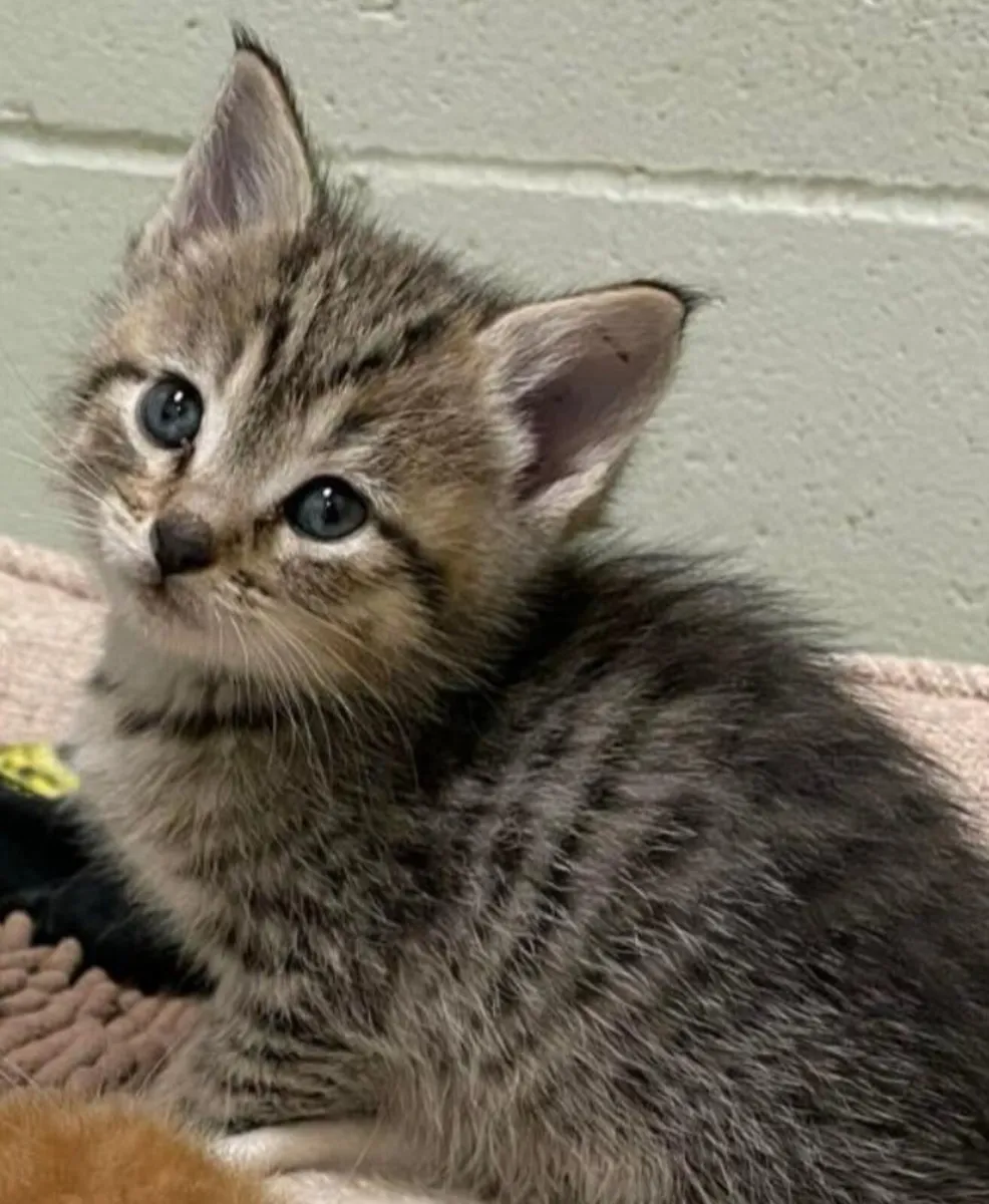 Kittens - Image 1