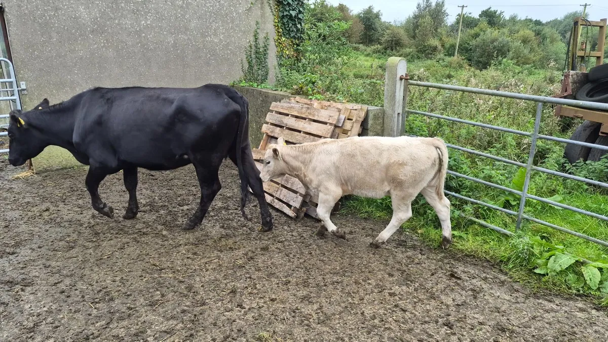 Cow & Calf - Image 1