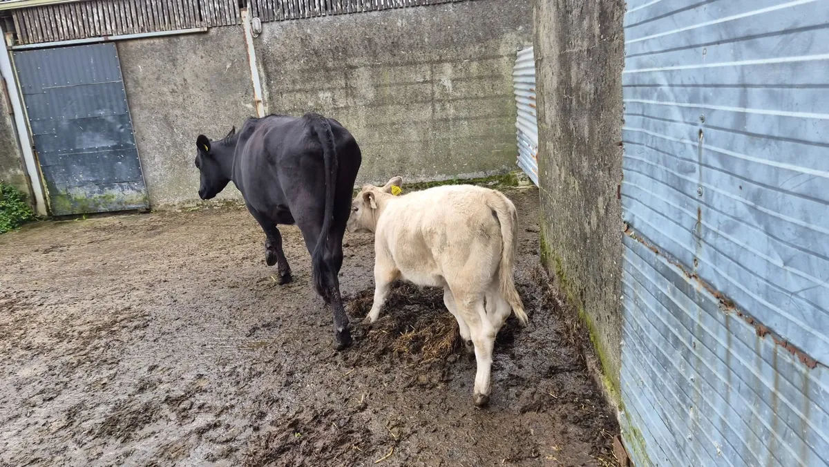 Cow & Calf - Image 2