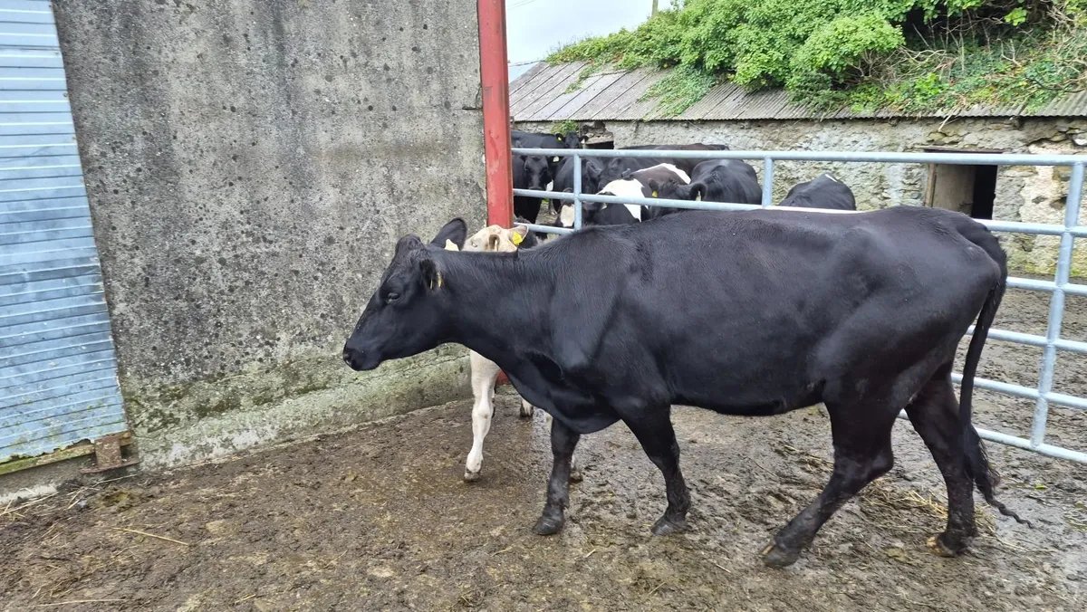 Cow & Calf - Image 3