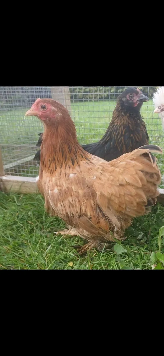 Cochins bantam - Image 2