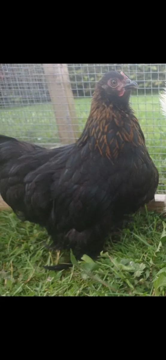 Cochins bantam - Image 3