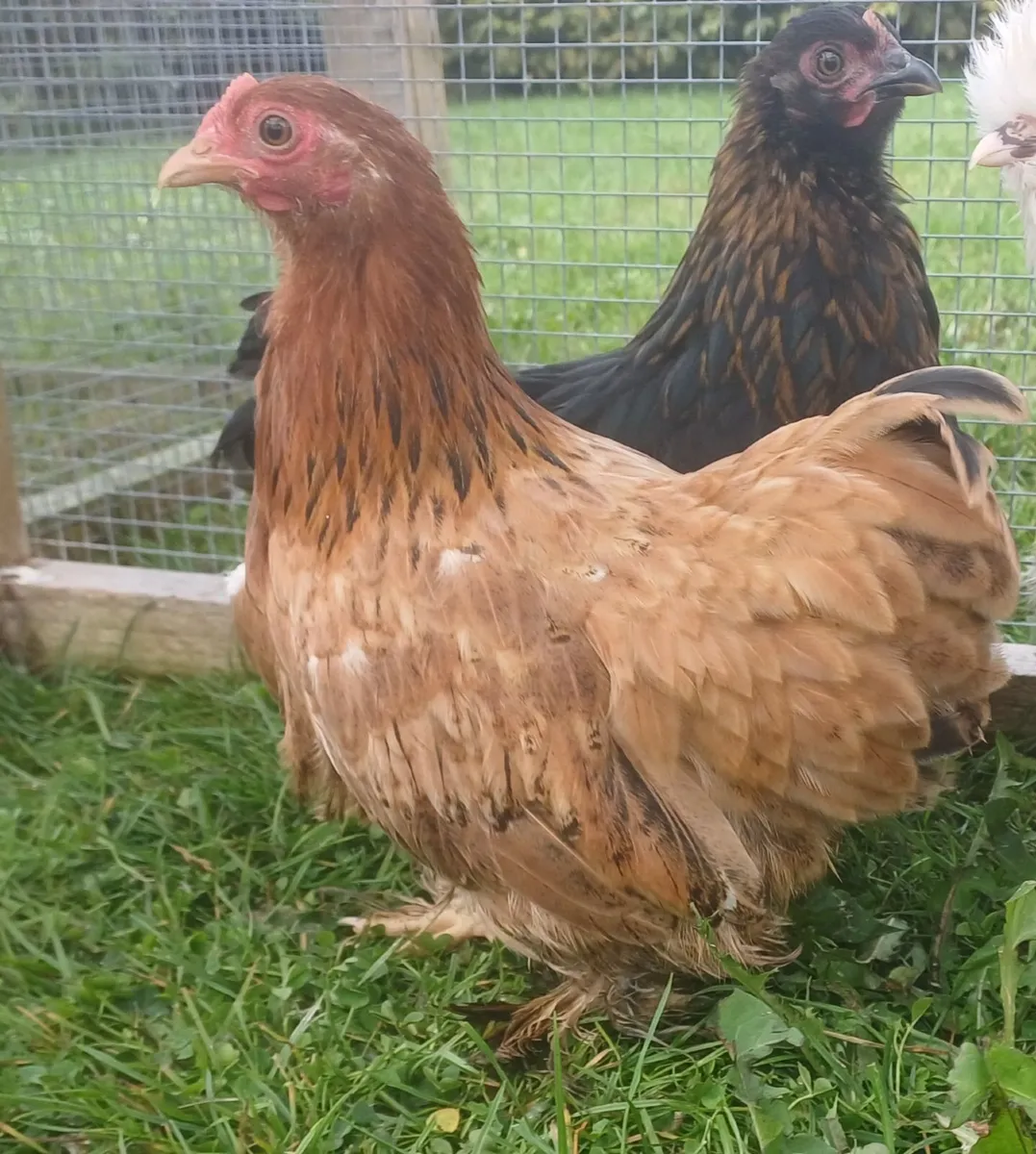 Cochins bantam - Image 4