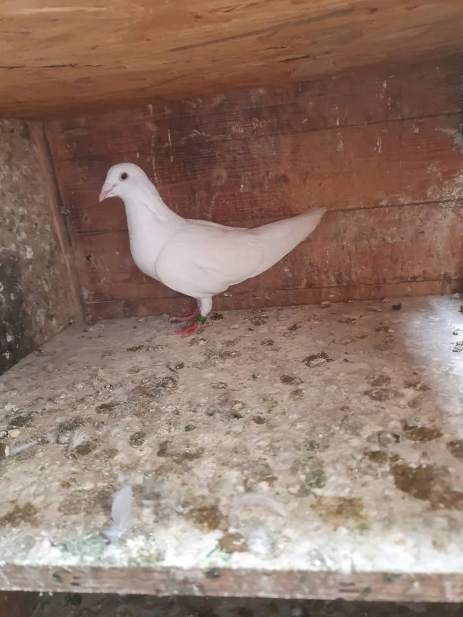 Racing pigeon's - Image 1
