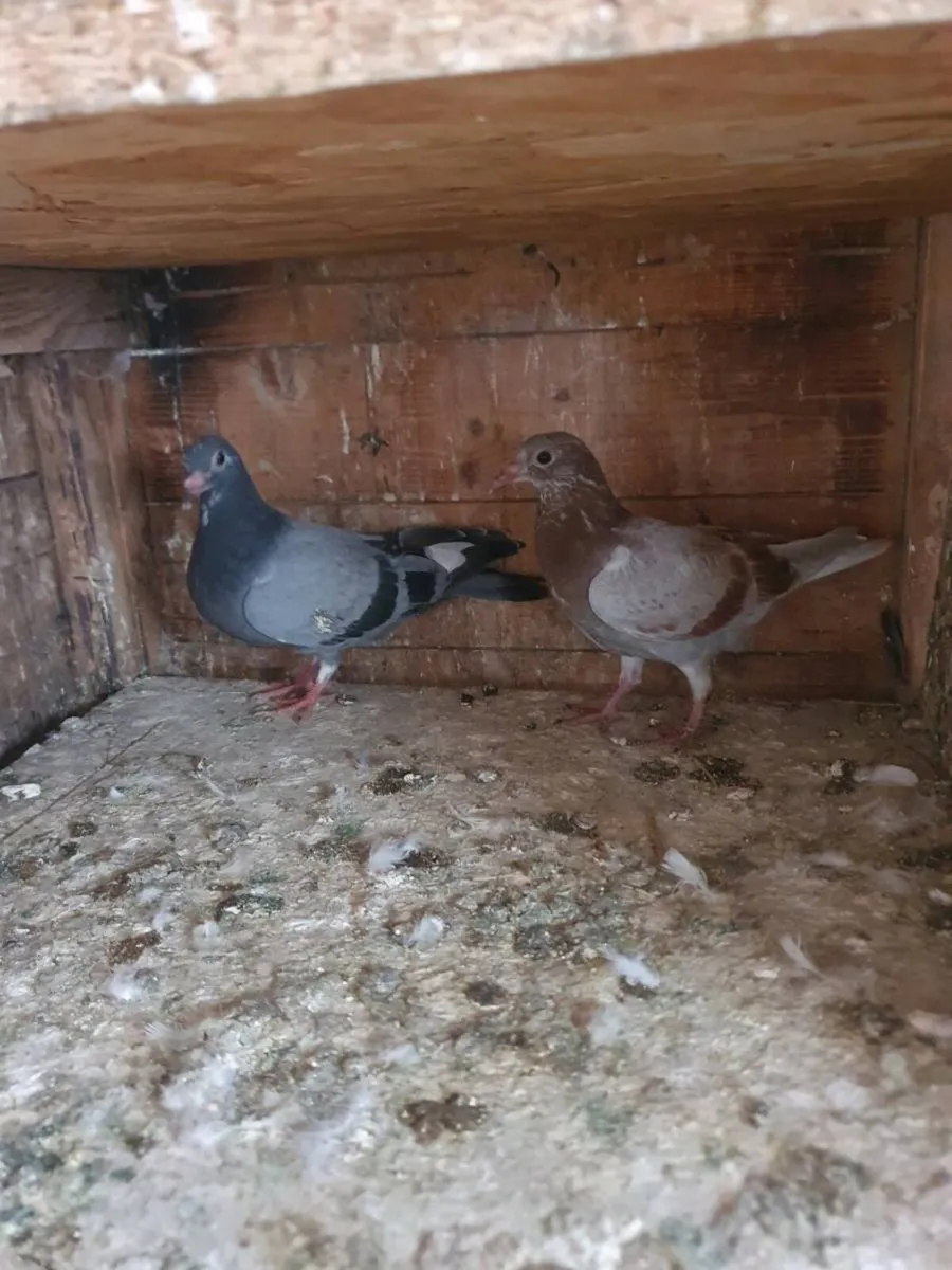 Racing pigeon's - Image 3