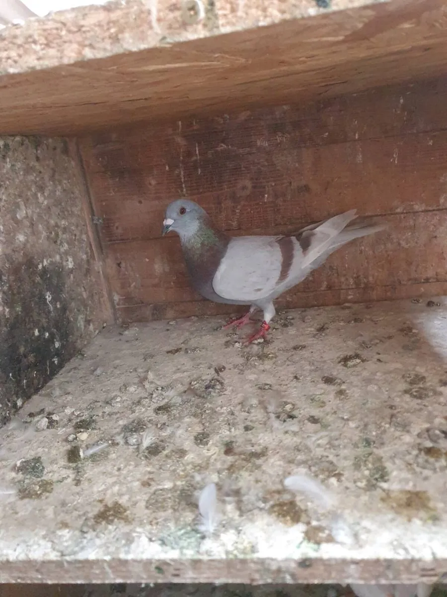 Racing pigeon's - Image 2